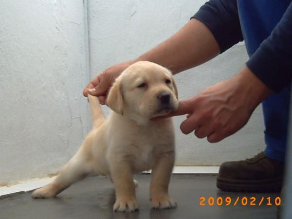 labradores de laschcan