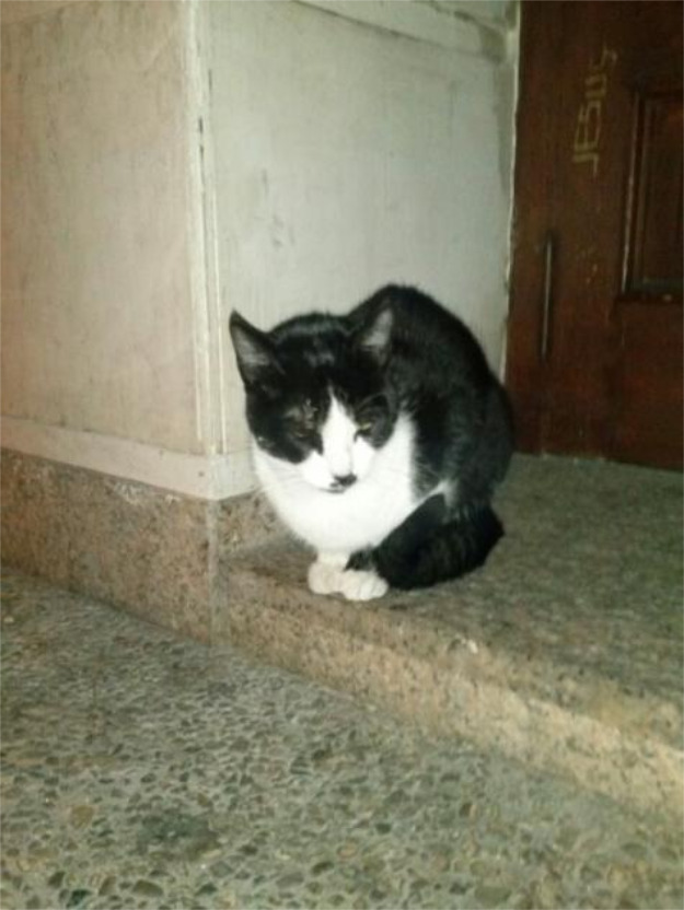 Lena, una gatita casera en la calle