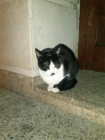 Lena, una gatita casera en la calle - mejor precio | unprecio.es