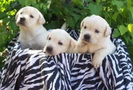 Maravillosos cachorros de labrador.