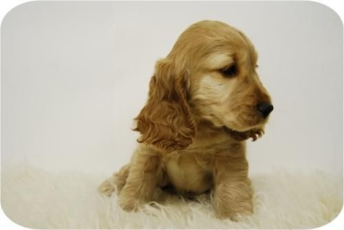 preciosos cachorros de cocker, ultimos cachorros disponibles y economicos