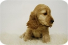 preciosos cachorros de cocker, ultimos cachorros disponibles y economicos - mejor precio | unprecio.es