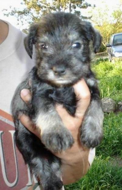 Preciosos schnauzer miniatura en negro y sal y pimienta 380€ con pedigree