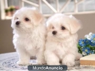 regalo BICHON MALTES - mejor precio | unprecio.es