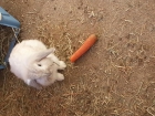 Regalo conejo belier enano blanco - mejor precio | unprecio.es