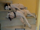 regalo hembra de boxer y macho mezcla - mejor precio | unprecio.es