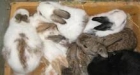 vendo excelente camada de conejos caseros - mejor precio | unprecio.es