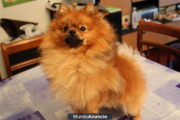 Lulú de Pomerania (spitz enano) macho para monta
