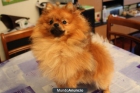 Lulú de Pomerania (spitz enano) macho para monta - mejor precio | unprecio.es