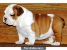 cachorros bulldog inglés - mejor precio | unprecio.es