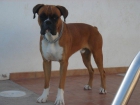 BUSCO NOVIA PARA MI BOXER - mejor precio | unprecio.es