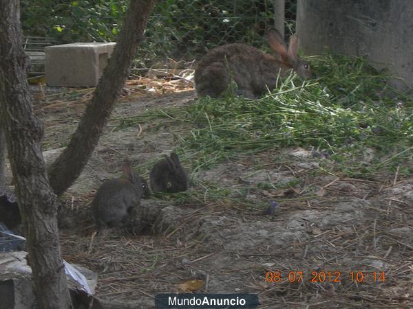 COnejos mezcla de conejo de monte con conejas caseras 6 euros unidad