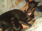 Excelentes cachorros doberman - mejor precio | unprecio.es