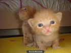 gatitos de angora - mejor precio | unprecio.es
