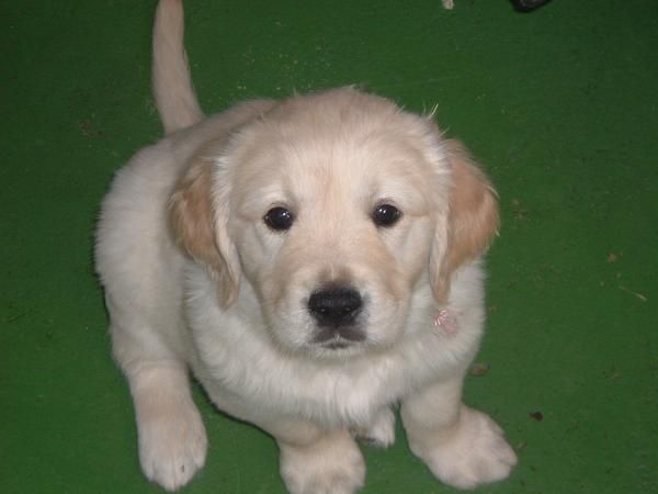 Golden Retriever