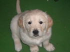 Golden Retriever - mejor precio | unprecio.es