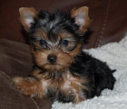 Regalo Extraordinarios yorkshire terrier, preciosos - mejor precio | unprecio.es