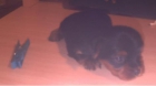 Vendo cachorros yorkshire muy economicos - mejor precio | unprecio.es