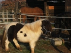 Vendo pony minishetland precioso - mejor precio | unprecio.es