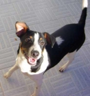 BODEGUERO CACHORRO EN ADOPCION‏ - mejor precio | unprecio.es