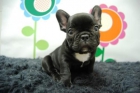 BULL DOG FRANCES     EN TU CASA EN TAN SOLO UNOS DIAS - mejor precio | unprecio.es