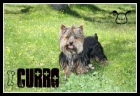 BUSCO NOVIA YORKSHIRE TERRIER - mejor precio | unprecio.es