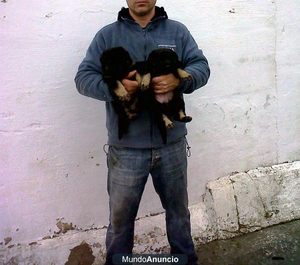 cachorros de pastor aleman con pedigri inscritos en LOE