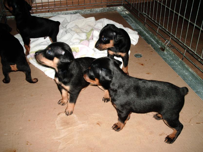 Cachorros pinscher miniatura