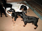 Cachorros pinscher miniatura - mejor precio | unprecio.es