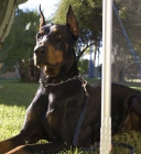 CAMADA DOBERMAN - mejor precio | unprecio.es