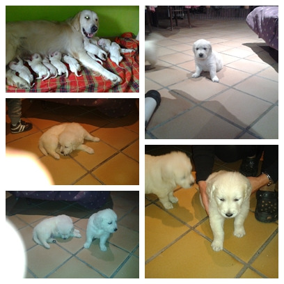 Golden Retriever