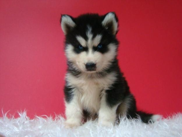Husky Siberiano fotos reales