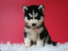 Husky Siberiano fotos reales - mejor precio | unprecio.es