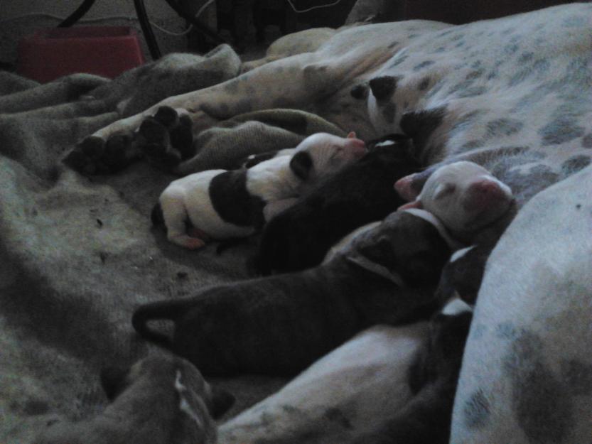 Se venden cachorros de American Pitbull Terrier