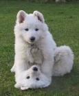 Preciosos cachorros disponibles pastor alemán blanco - mejor precio | unprecio.es