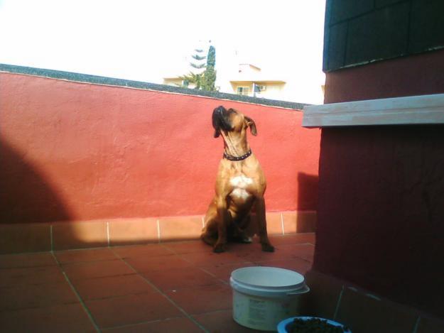 BOXER BUSCA NOVIA