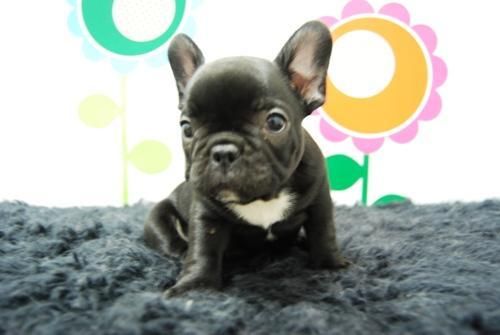 BULL DOG FRANCES     EN TU CASA EN TAN SOLO UNOS DIAS  Enviamos el cachorrito por MRW Mascotas    www.animalflower.com