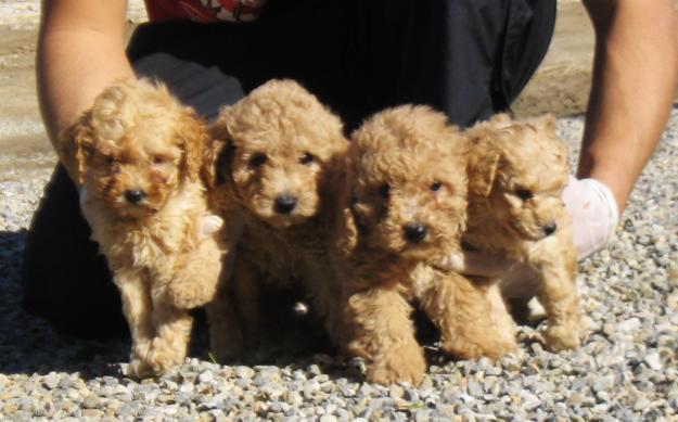 Cachorros Caniche