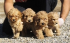 Cachorros Caniche - mejor precio | unprecio.es