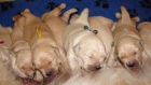 Golden retriever hijos y nietos de Campeones - mejor precio | unprecio.es