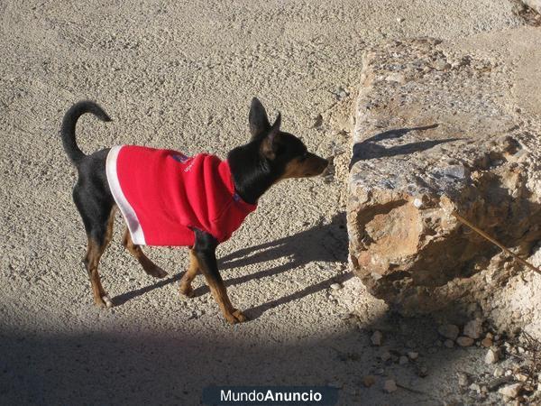 perrito raza pincher