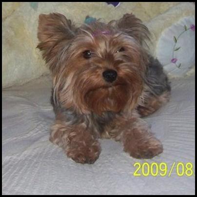 Se vende camada de yorkshire terrier