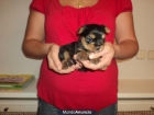 yorkshire terrier - mejor precio | unprecio.es
