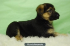 cachorritos de Pastor aleman,con pedigre PRECIOSOS - mejor precio | unprecio.es