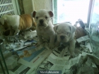 CACHORROS DE BULLDOG INGLES, 950 EUROS - mejor precio | unprecio.es