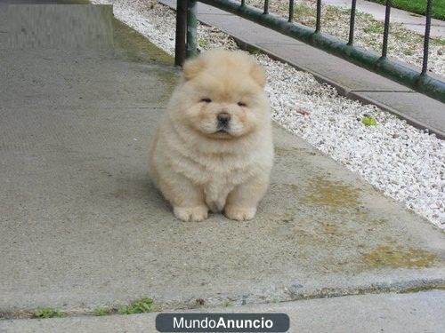 chow chow cachorro para la venta