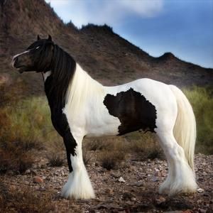 Cruz Boerperd, 4yo, 14.3hh caballo negro whiteand. Bonito caballo