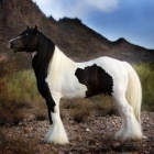 Cruz Boerperd, 4yo, 14.3hh caballo negro whiteand. Bonito caballo - mejor precio | unprecio.es