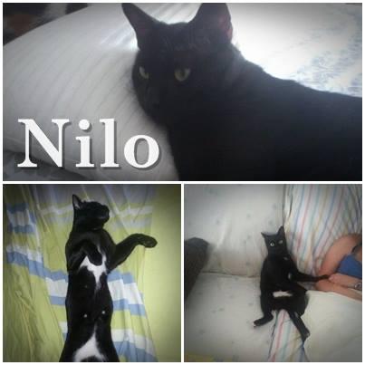 Nilo, gato belleza felina. en adopcion