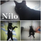 Nilo, gato belleza felina. en adopcion - mejor precio | unprecio.es